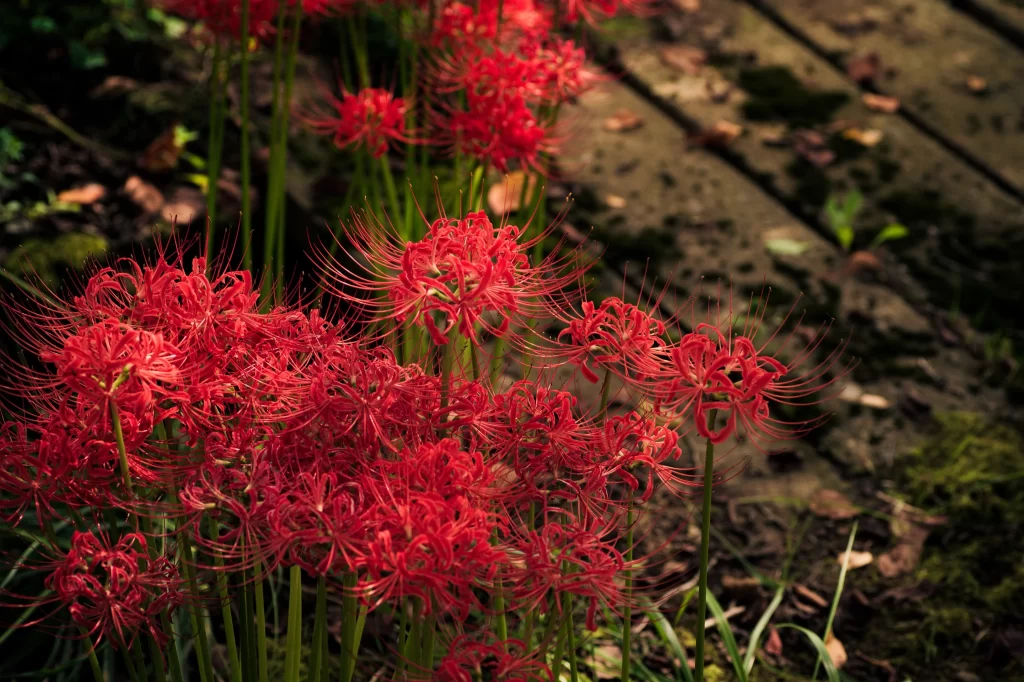 Red Spider Lily Red Green Moss