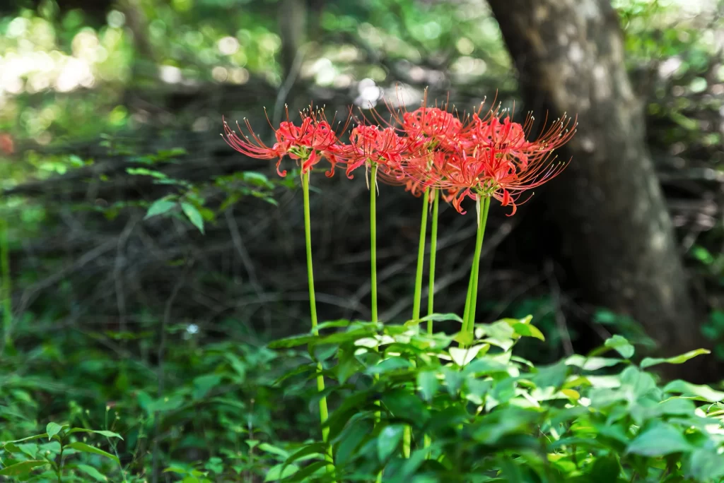 Red Spider Lily Red Green Leaf Forest