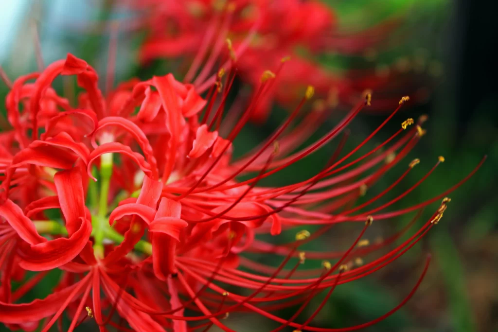 Red Spider Lily Red Petals Green warm Stem