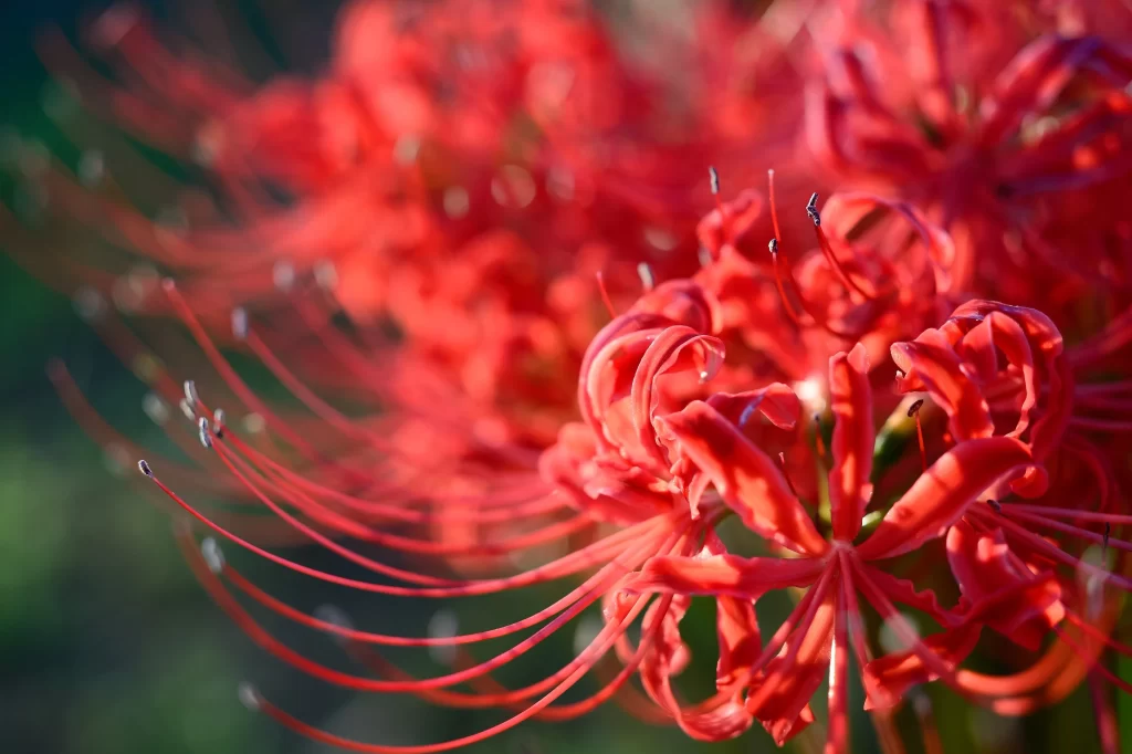 Red Spider Lily Red Petals Green Background