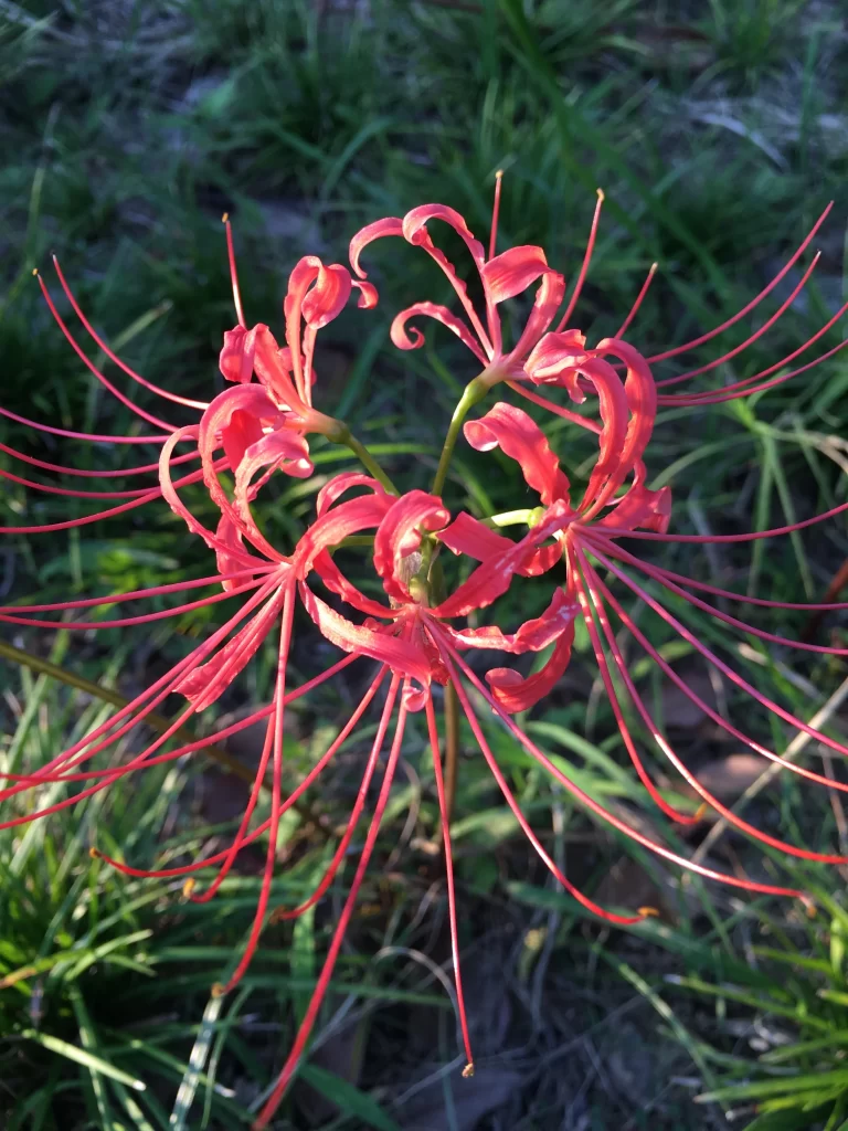 Red Spider Lily Red Petals Green Grass