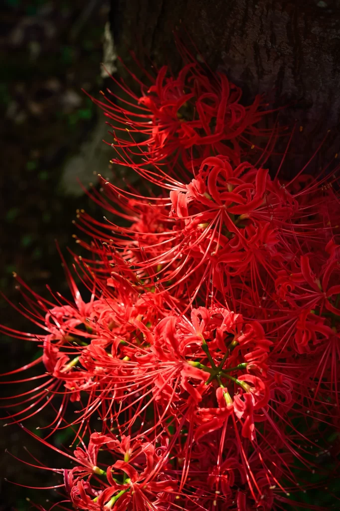 Red Spider Lily Red Petals Green warm Stem