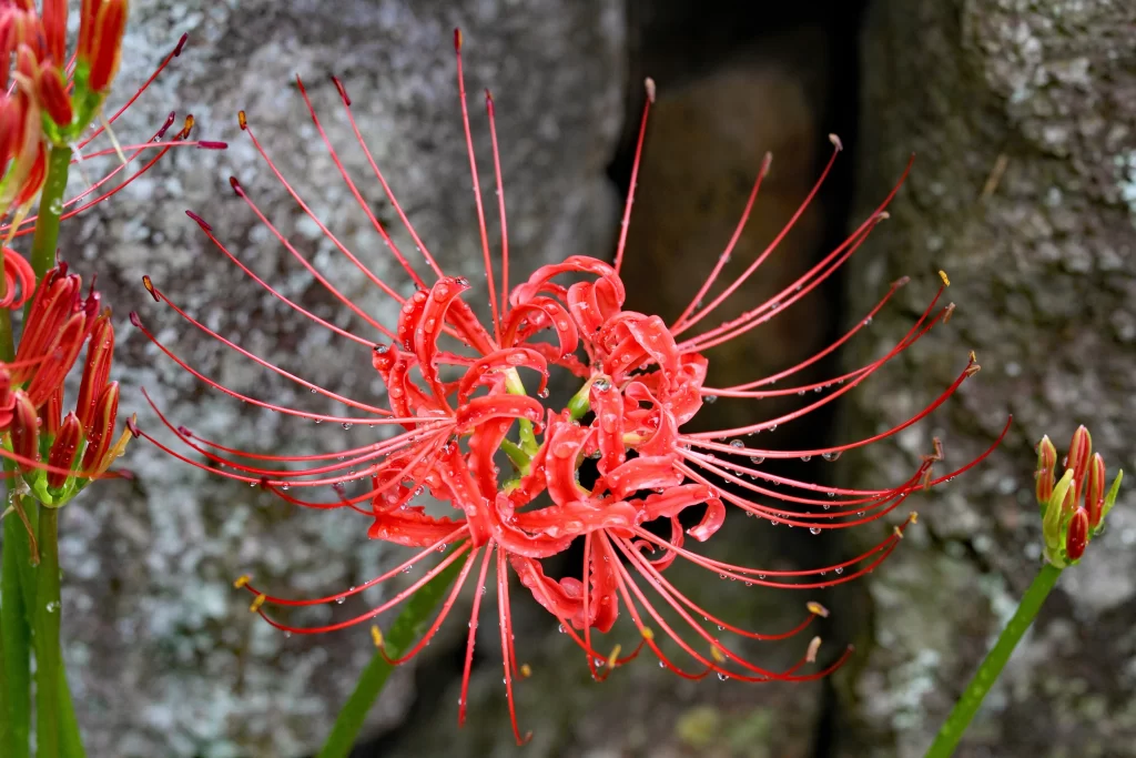 Red Spider Lily Red Petals Green Stem Stone Background