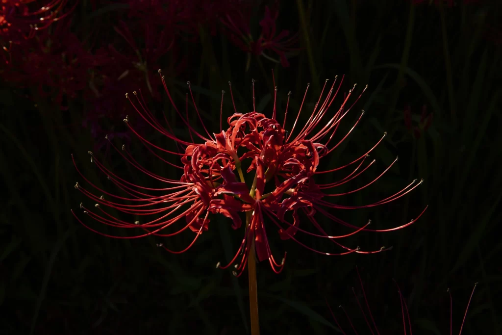Red Spider Lily Red Petals Dark Background