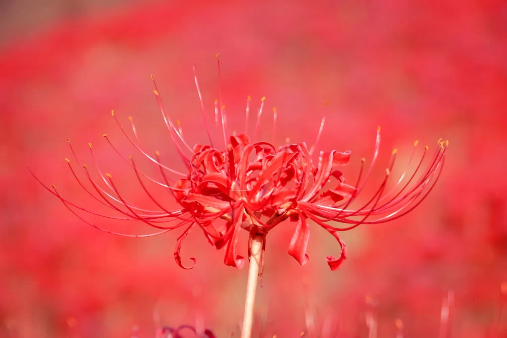 Red Spider Lily Red Petals Yellow Anthers Blurred Background