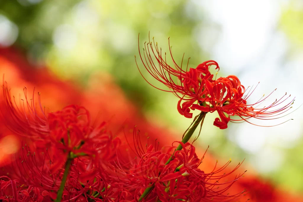 Red Spider Lily Red Petals Green warm Stem