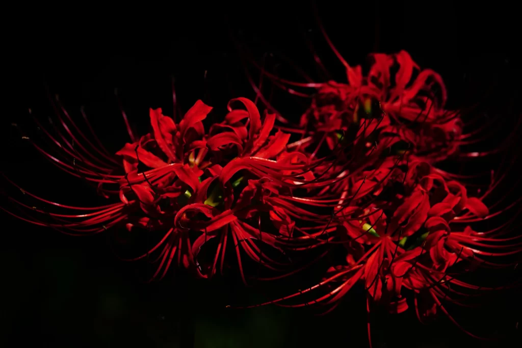 Red Spider Lily Red Petals Dark Background