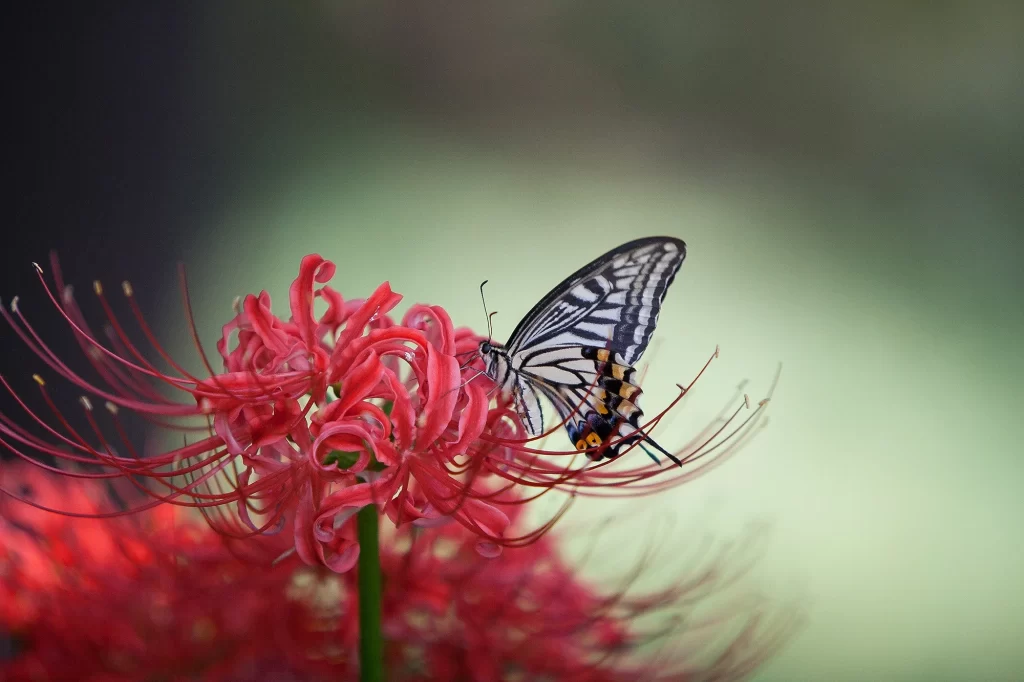 Red Spider Lily Red Pink Black White
