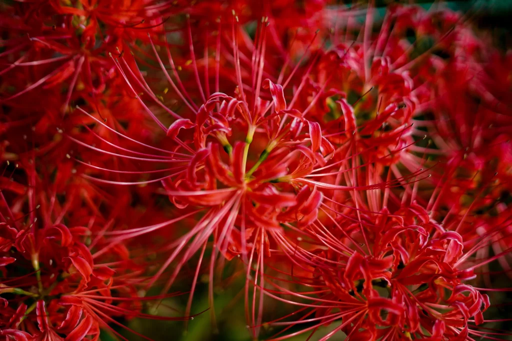 Red Spider Lily Red warm Green