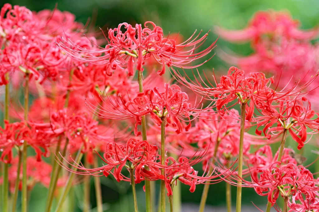 Red Spider Lily Red warm Green