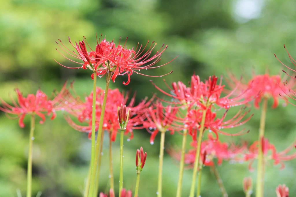Red Spider Lily Red warm Green