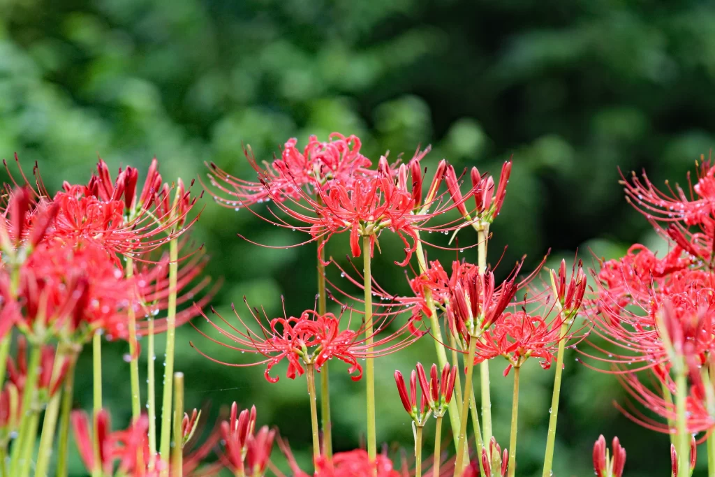 Red Spider Lily Red warm Green
