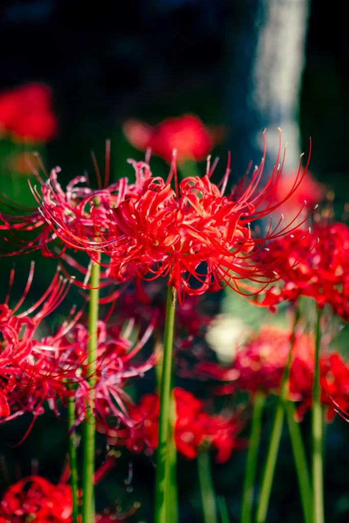 Red Spider Lily Red warm Green