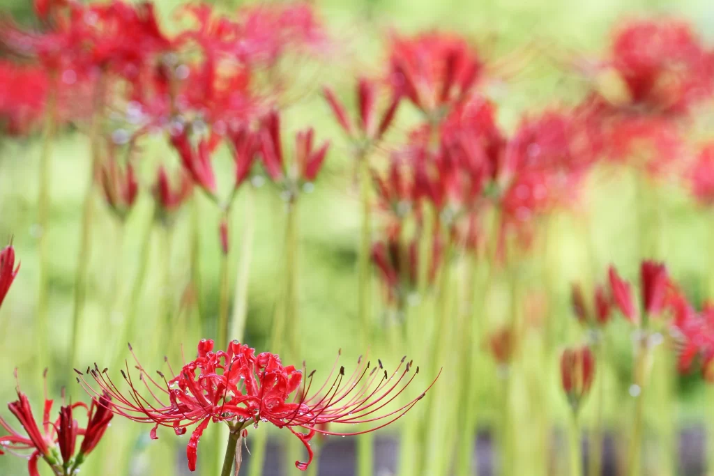 Red Spider Lily Red warm Green