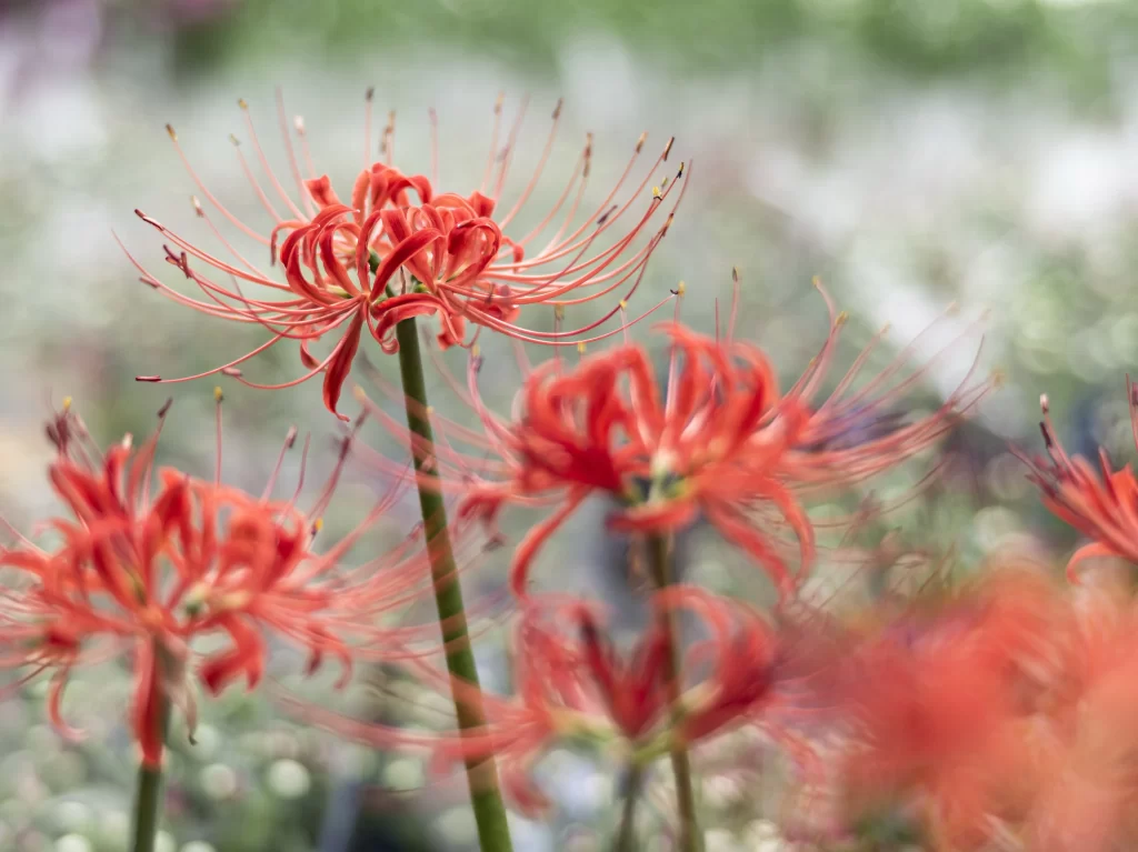 Red Spider Lily Red warm Green