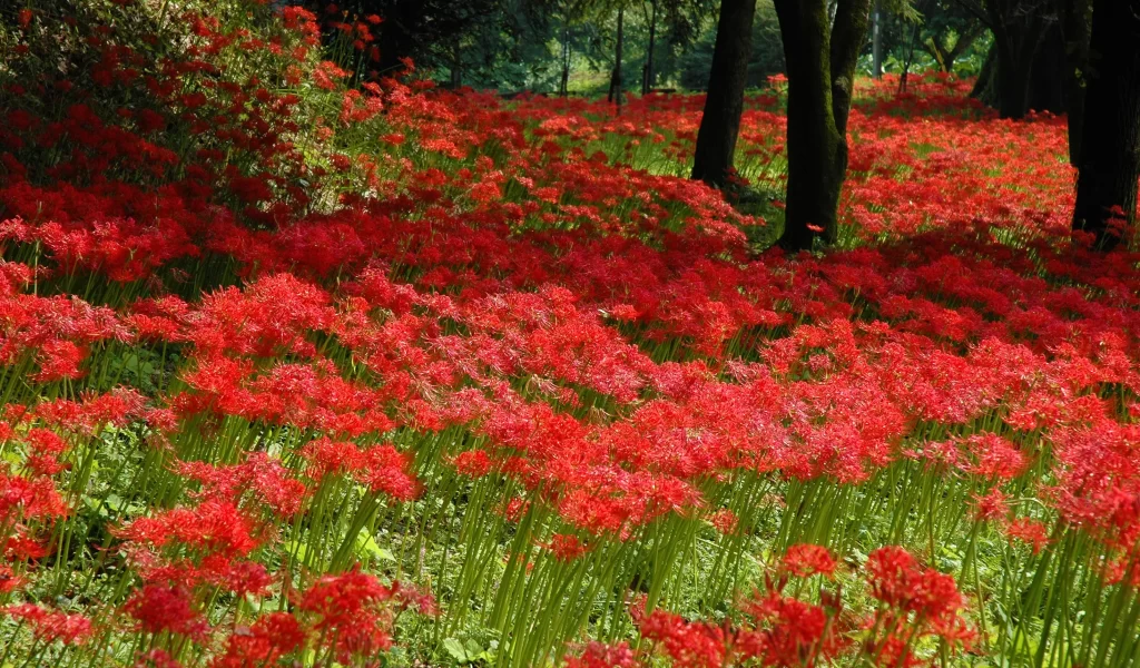 Red Spider Lily Red warm Green