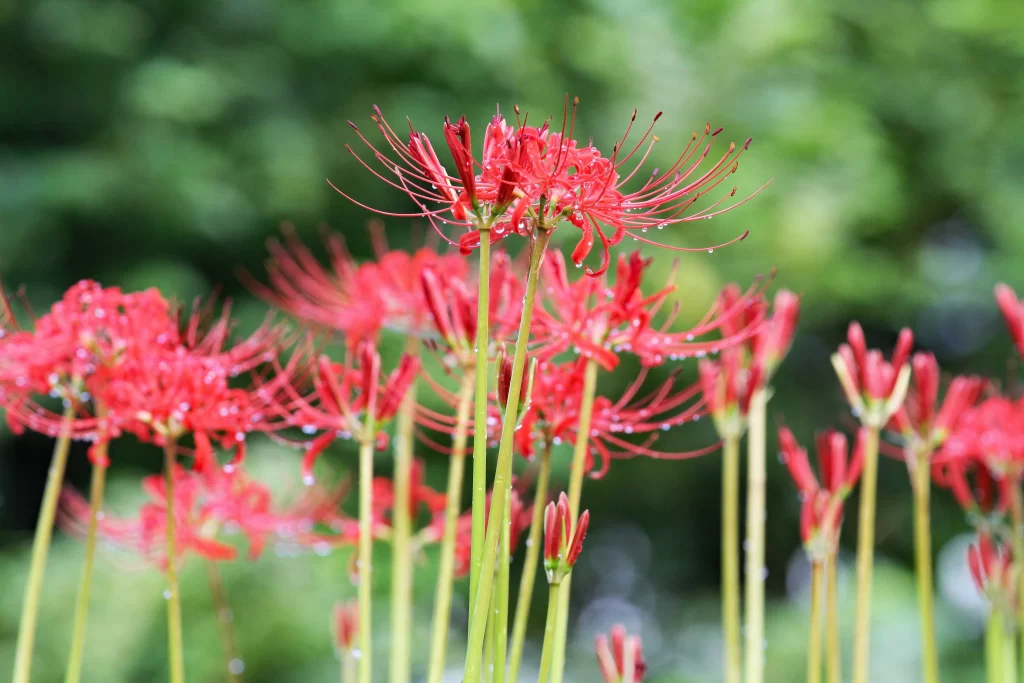 Red Spider Lily Red warm Green