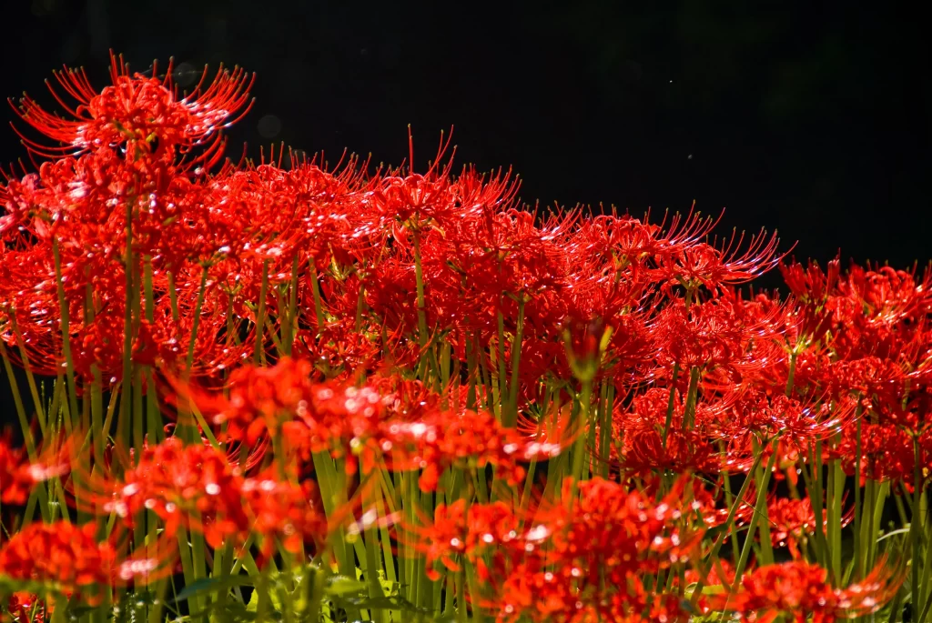 Red Spider Lily Red warm Green