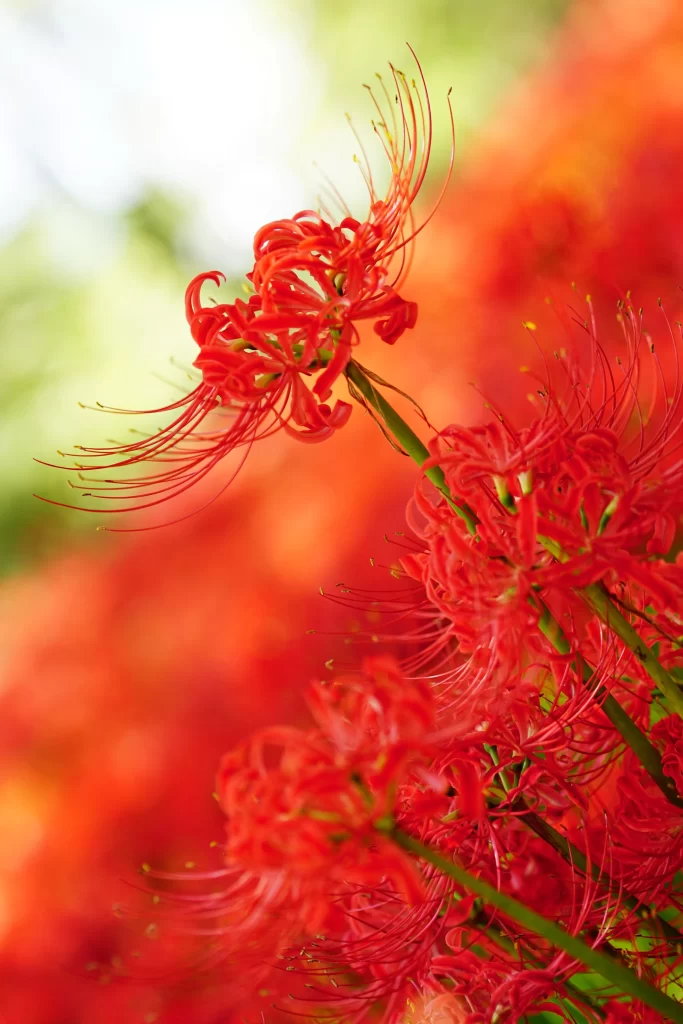 Red Spider Lily Red warm Green