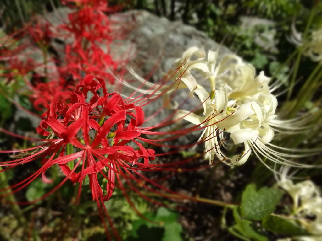 Red Spider Lily Red White Green