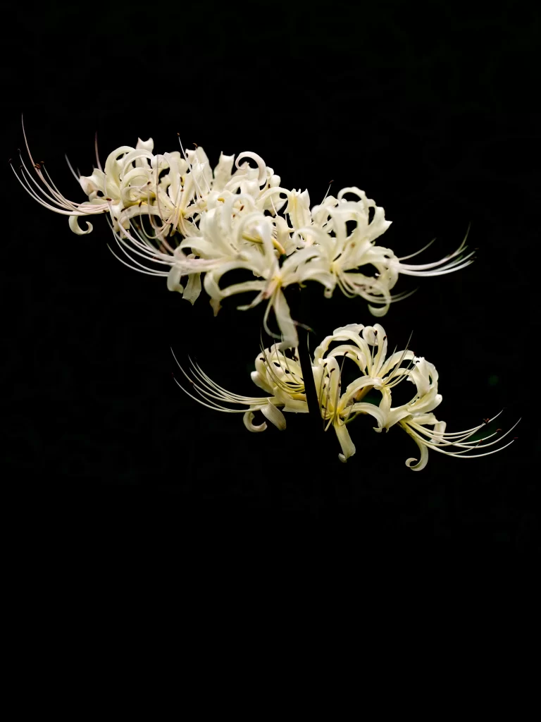 Red Spider Lily White Petals Green Stem Dark Background