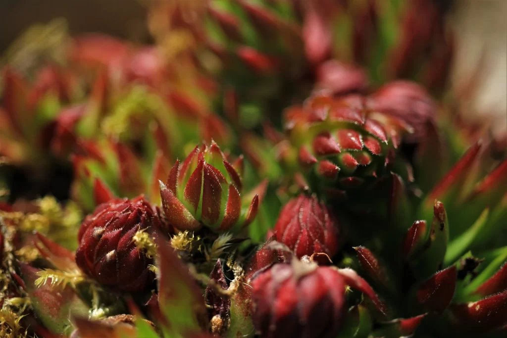 Red Succulent Leaves Close Up Macro