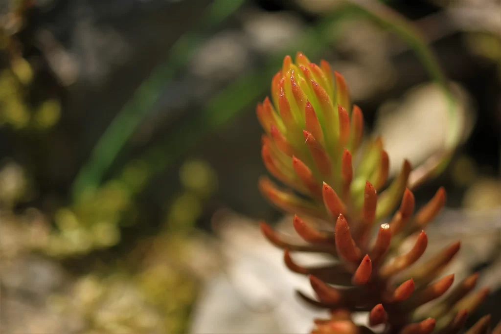 Red Succulent Plant Close Up Macro
