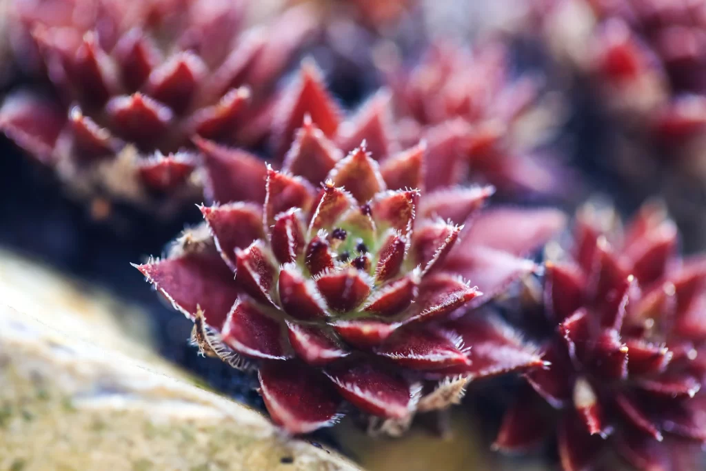 Red Succulent Thick Leaves Close Up Macro