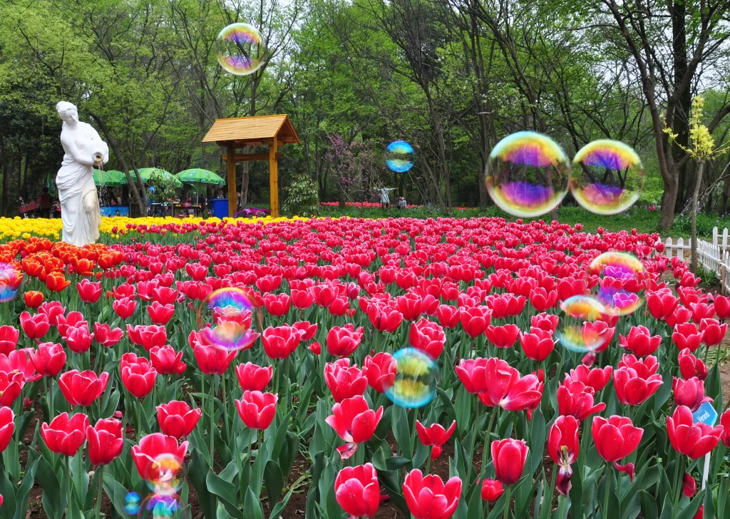 Red Tulip Bloom Petals Garden