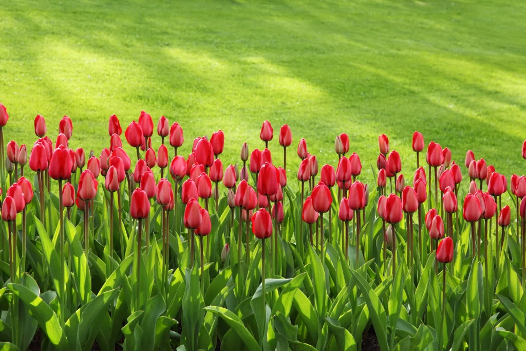 Red Tulip Bloom Petals Green warm Lawn