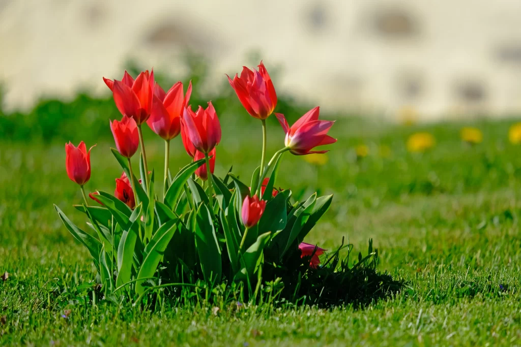 Red Tulip Bloom Petals Green Grass