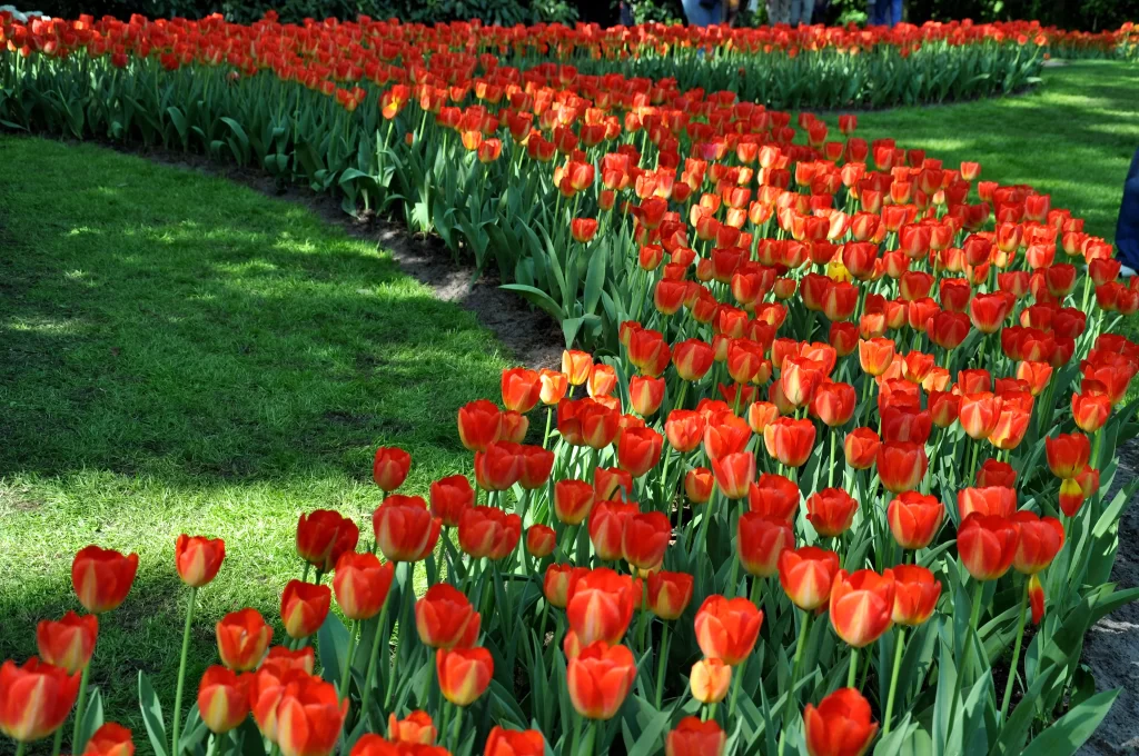 Red Tulip Bloom Petals Green warm Lawn