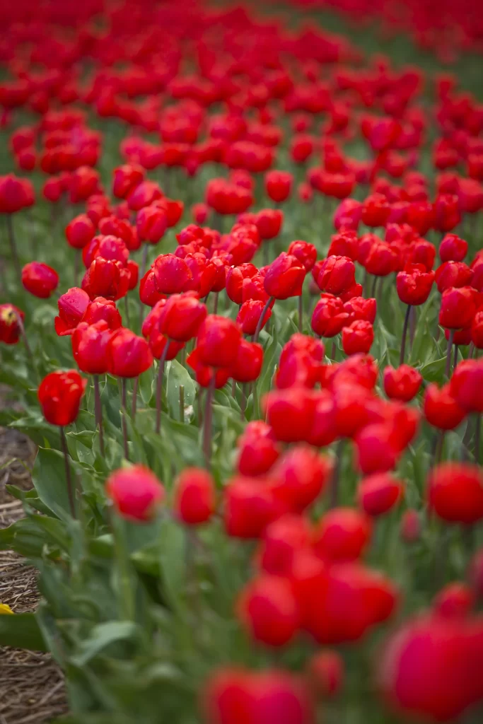 Red Tulip Bloom Petals Green Leaves