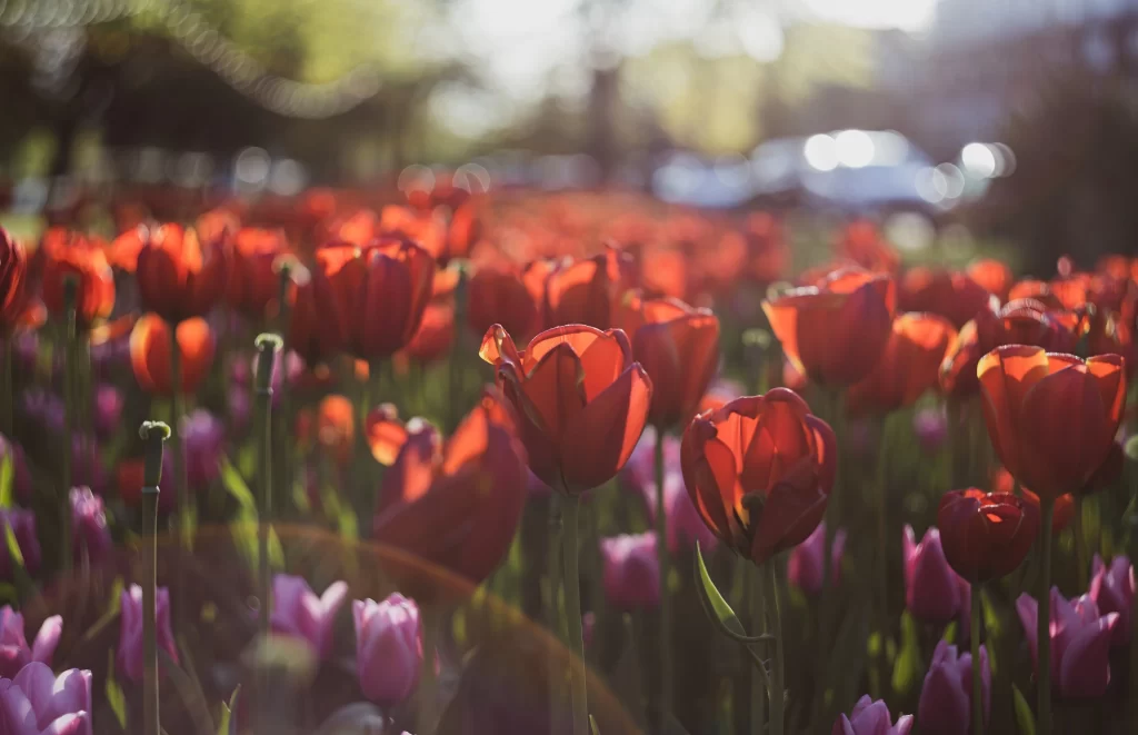 Red Tulip Bloom Petals Sunlight