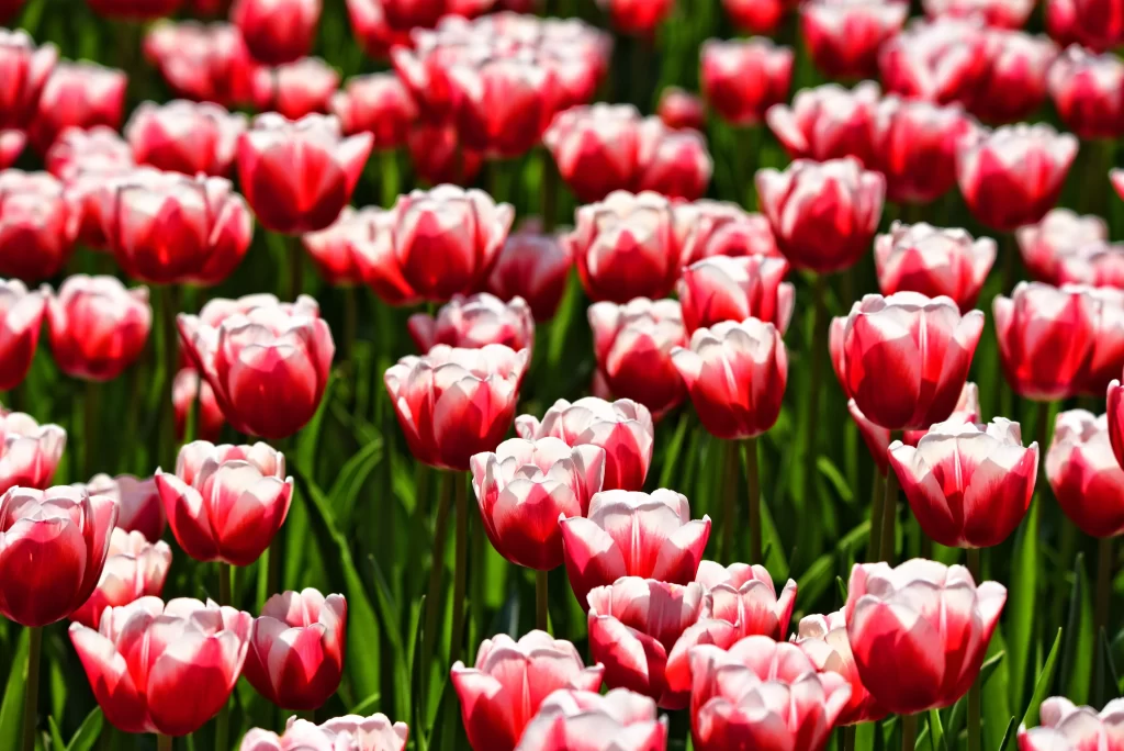 Red Tulip Blooming Petals Green warm Leaves