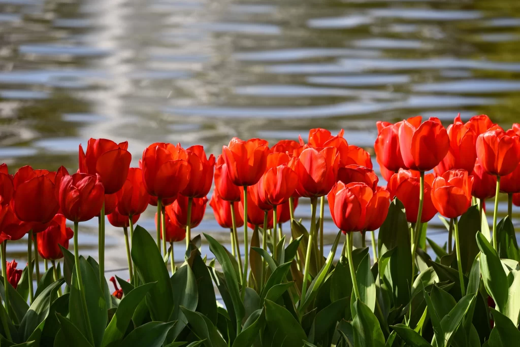 Red Tulip Blooming Petals Green warm Leaves