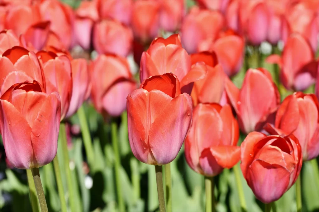 Red Tulip Blooming Petals Vibrant Green