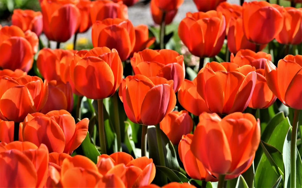 Red Tulip Blooming Petals Vibrant Sunlight