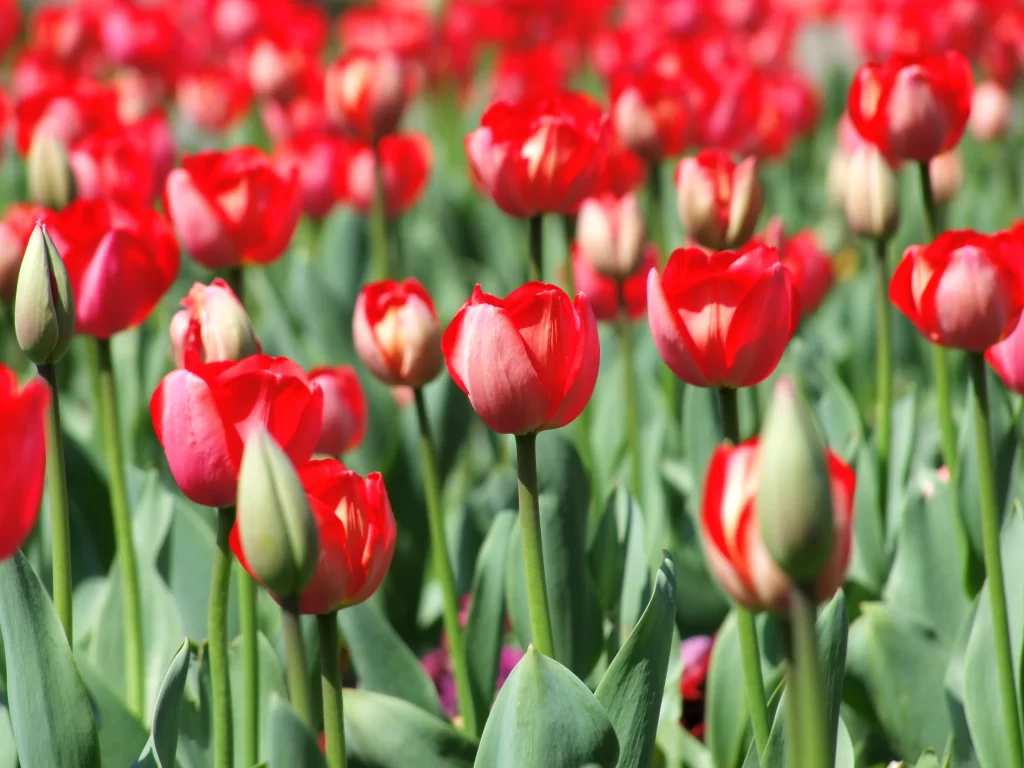 Red Tulip Blooming Petals Green warm Leaves