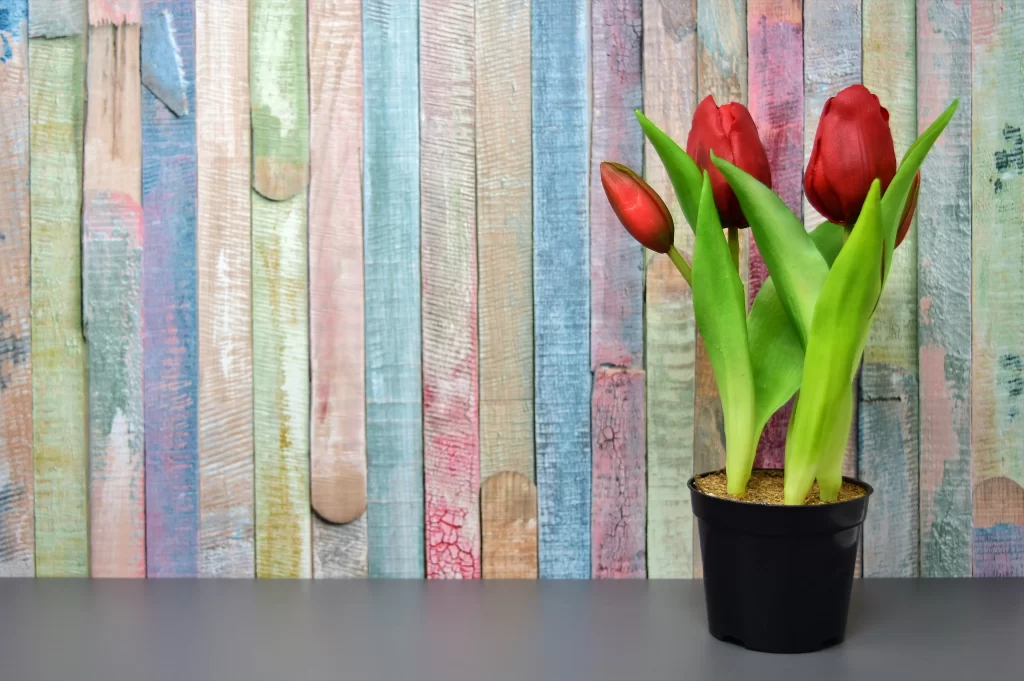 Red Tulip Blooming Petals Green gray Leaves