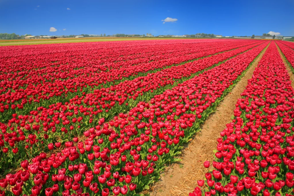 Red Tulip Blooming Petals warm Field
