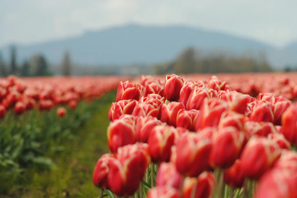 Red Tulip Blooming Petals warm Field