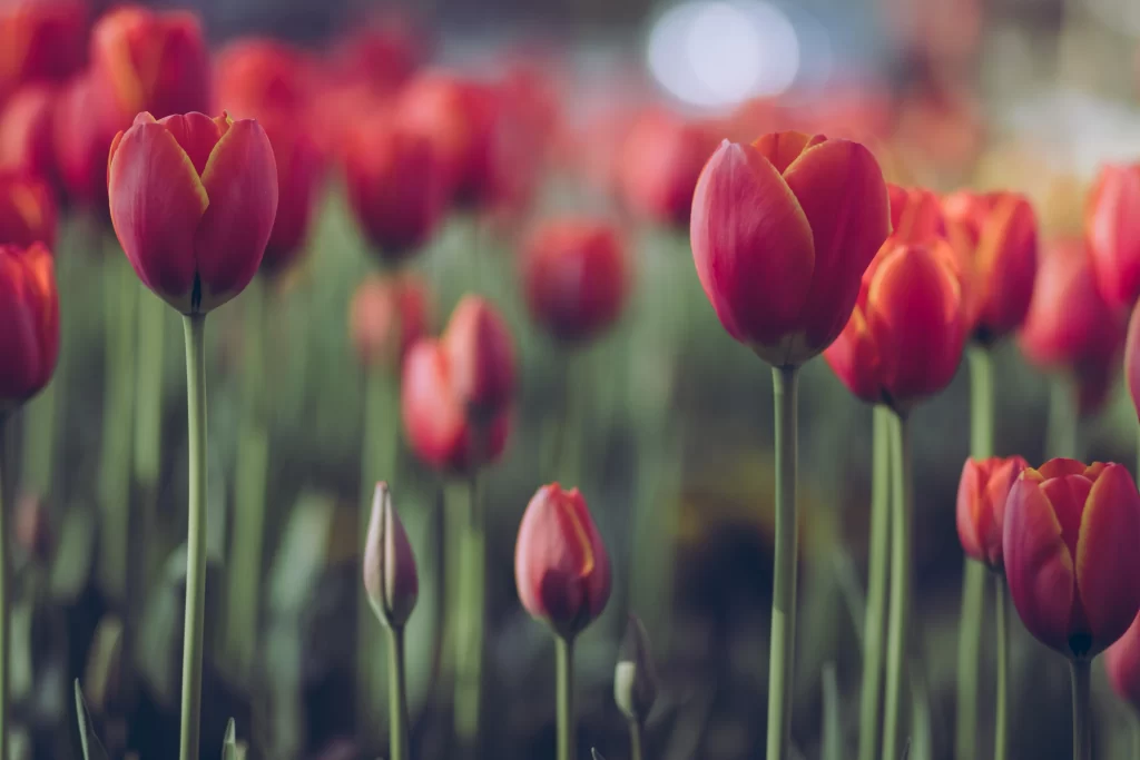 Red Tulip Blooming Petals Green Stems