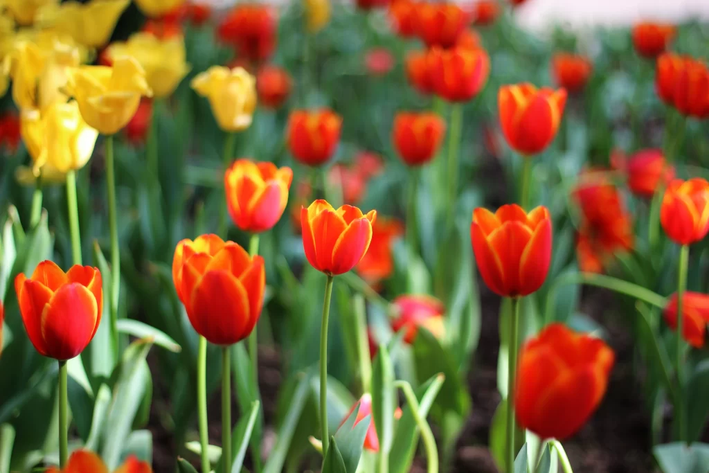Red Tulip Blooming Petals Green warm Leaves