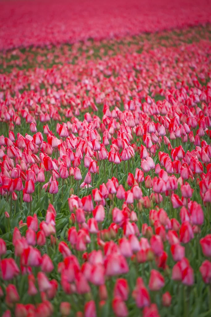 Red Tulip Blooming Petals warm Field