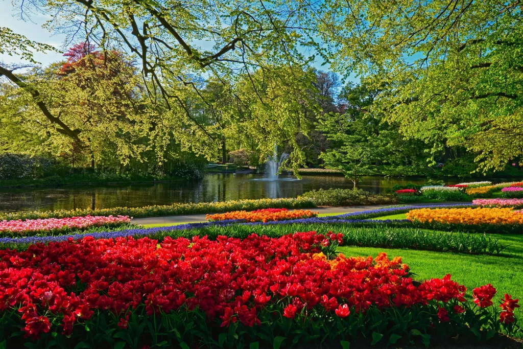 Red Tulip Blooms Colorful Garden