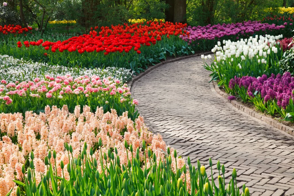 Red Tulip Blooms Pathway Lush Greenery