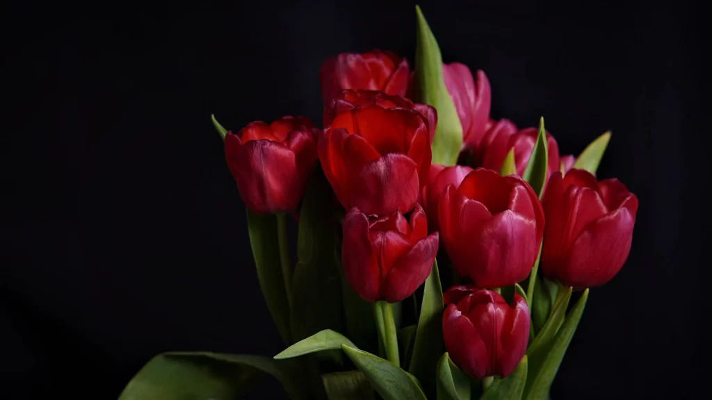 Red Tulip Blooms Petals Dark Background