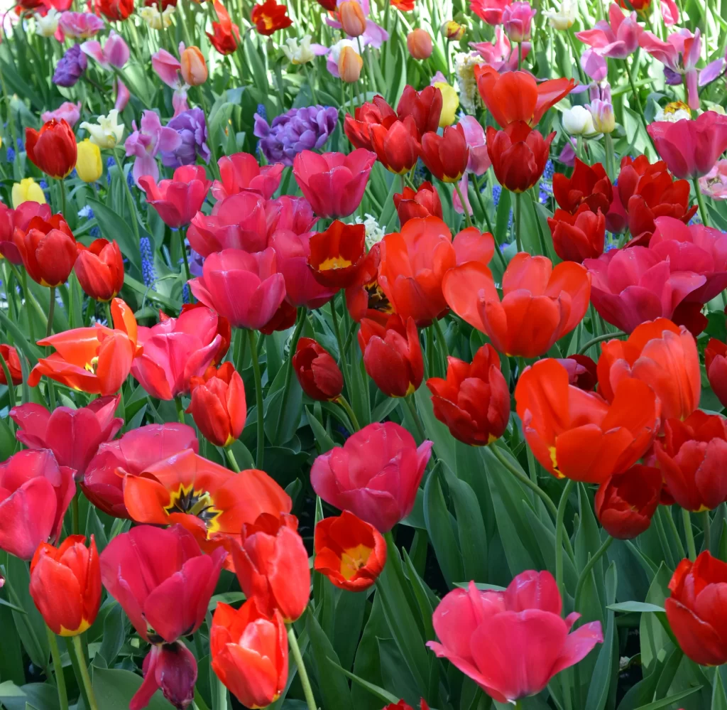 Red Tulip Blooms Petals Green warm Leaves