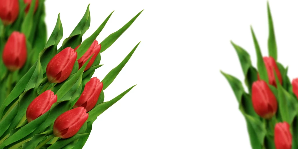 Red Tulip Blooms Petals Green gray Leaves